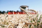 В Краснодарском крае зерновые культуры убраны на 25% сельхозплощадей