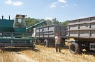 Крестьянско-фермерские хозяйства Тбилисского района убирают озимую пшеницу